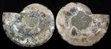 Wide Split Ammonite Pair - Agatized #34369-1